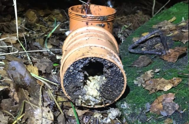 Bilde av avsagd avløpsrør som er tett av røtter